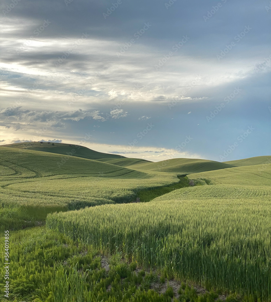 Rolling hills of lush green wheat growing in the Palouse region of Washington State create a beautiful, peaceful scene.