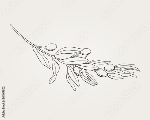 Olive tree branch. Leaf, olive. Hand drawn, sketch, line art, outline, isolated on a beige background. Plant Art design for print, cover, wallpaper. Vector illustration.