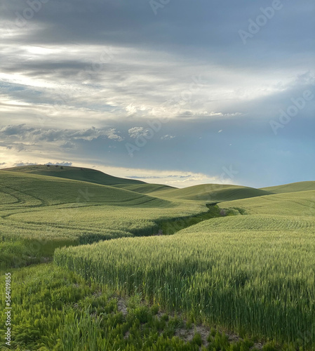 Rolling hills of lush green wheat growing in the Palouse region of Washington State create a beautiful  peaceful scene.