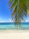 Tropical beach with coconut palm trees leaves and turquoise sea. Saona Island, Dominican Republic.
