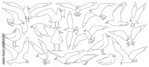 Bird gull vector outline set icon. Vector illustration seagull on white background. Isolated outline set icon bird gull.