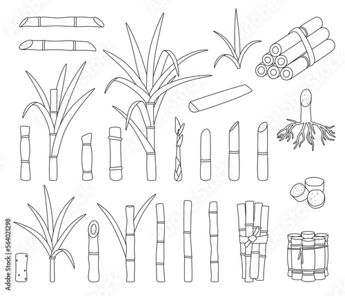 Sugar cane isolated outline set icon. Vector outline set icon sugarcane. Vector illustration sugar cane on white background.