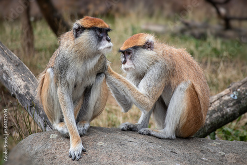 Hussar monkey collecting flea on fur photo