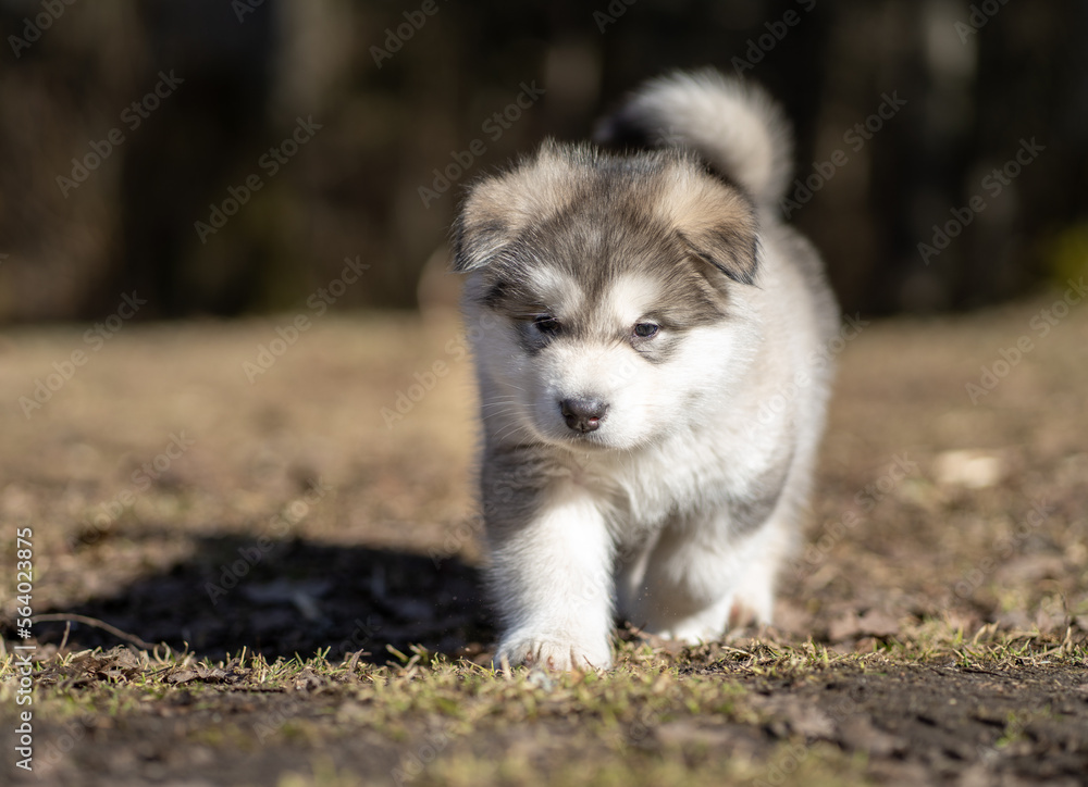 Alaskan Malamute Puppy Walking on the Grass. Young Dog. Portrait.