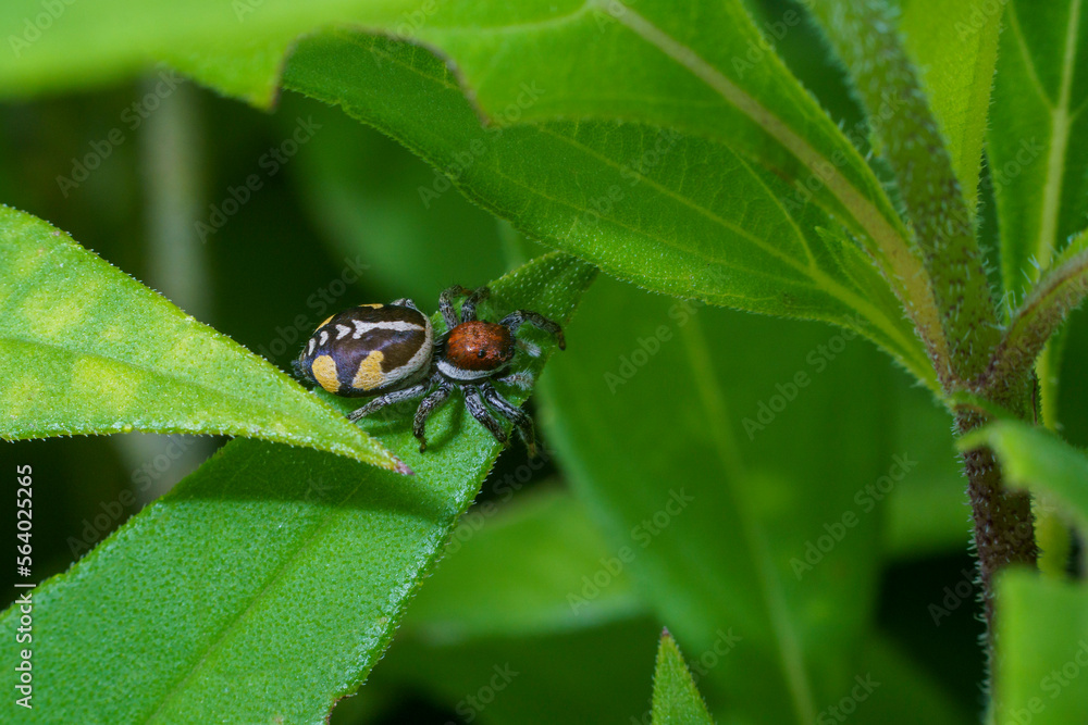 Closeup of a female Phiale cf. roburifoliata spider. Closeup of a female Phiale cf. roburifoliata spider.