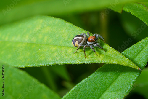 Closeup of a female Phiale cf. roburifoliata spider. © Patricio