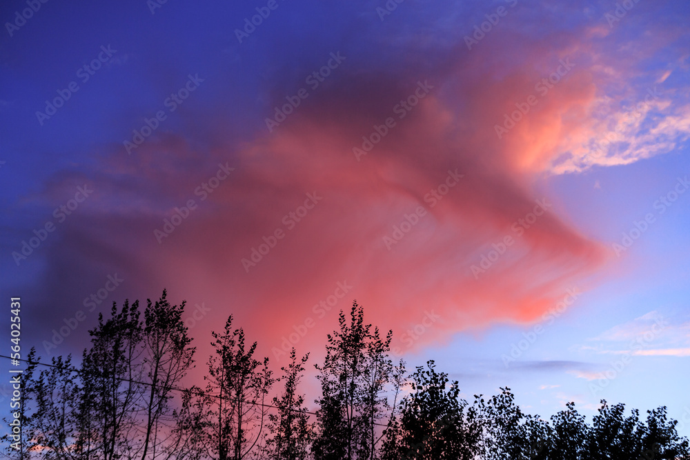 Pink cloud at sunset, silhouettes of branches with foliage. Pink cloud at sunset, silhouettes of branches with foliage.