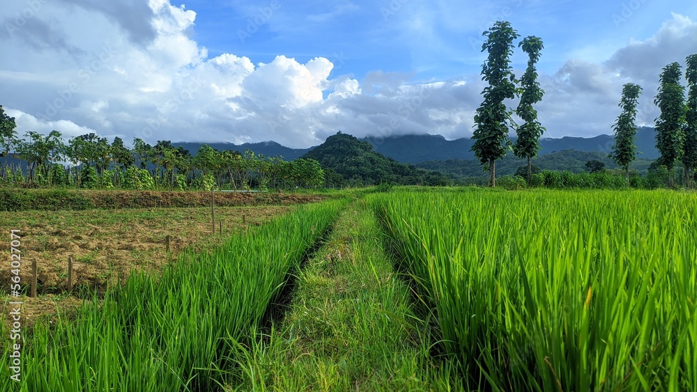 rice field green with cloudy blue sky