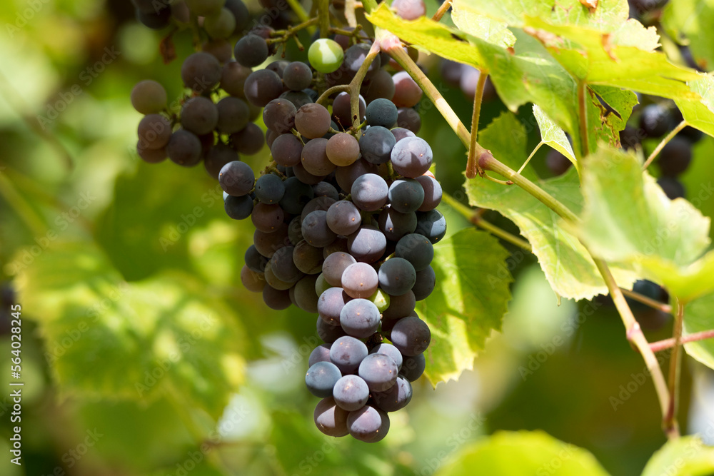 Ripe black grapes on a vine in the vineyard  1