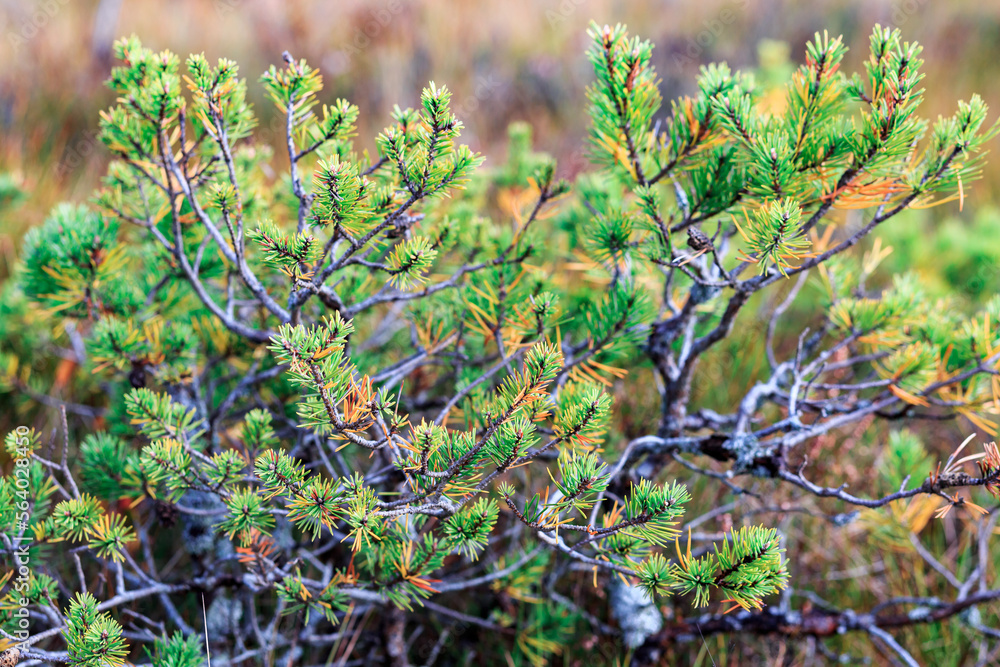 Green branches of a pine tree with needles in a swamp, close-up. Coniferous view of trees in the swamp. Green branches of a pine tree with needles in a swamp, close-up. Coniferous view of trees in the swamp.