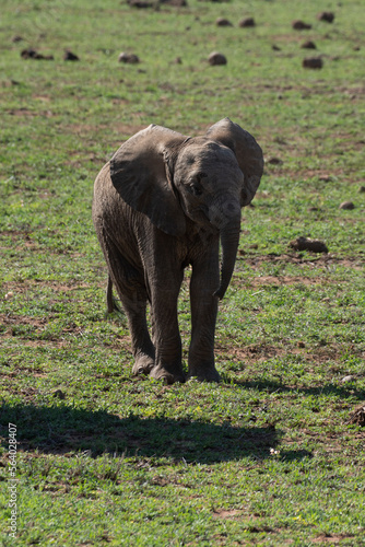 Baby African elephant in the wild