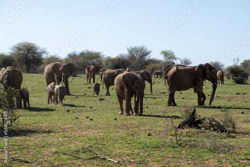 Family of African elephants in the savannah