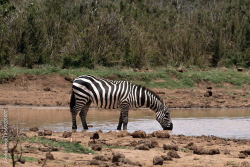 Plains zebra drinking water 