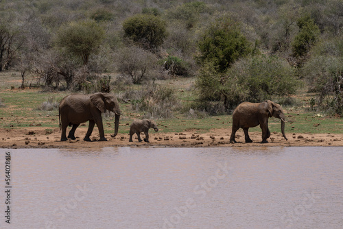 Family of African Elephants walking next to a lake