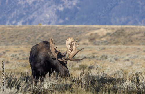 Bull Shiras Moose in Wyoming in Autumn