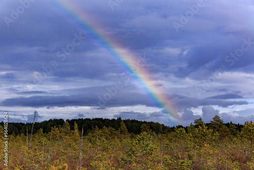 A large bright rainbow against the background of clouds in a coniferous forest in a swamp in autumn, the sun.