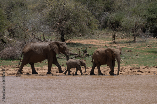 Family of African Elephants walking next to a lake