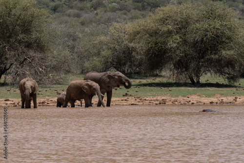 Family of elephants drinking water in a lake
