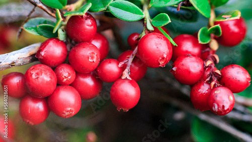 A lot of red ripe wild cranberries, close-up.vegan.