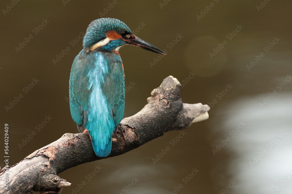 Kingfisher. Kingfisher.