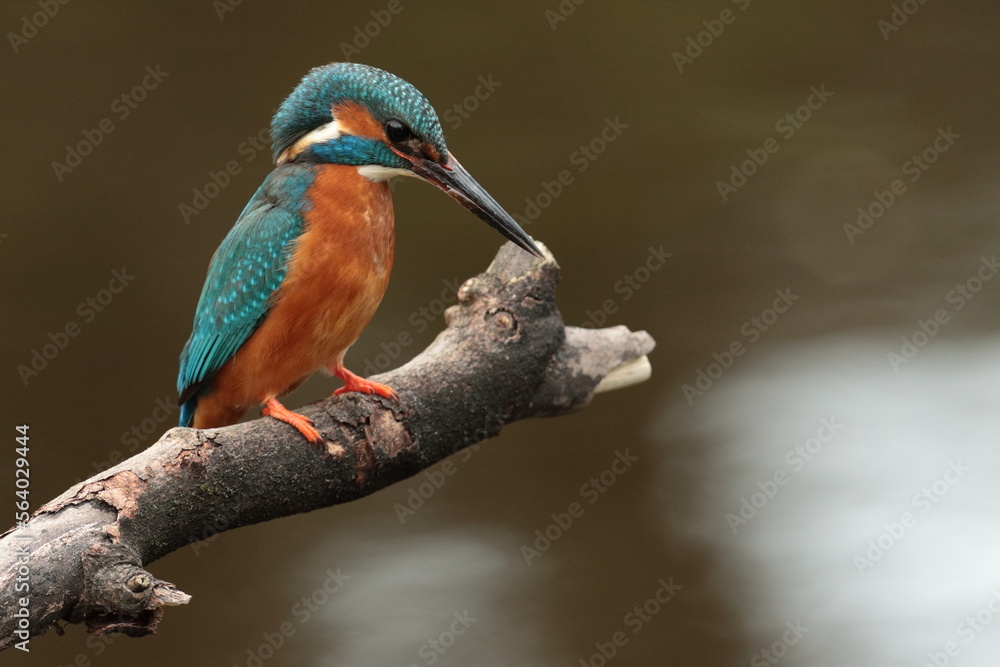 Obraz premium kingfisher on branch