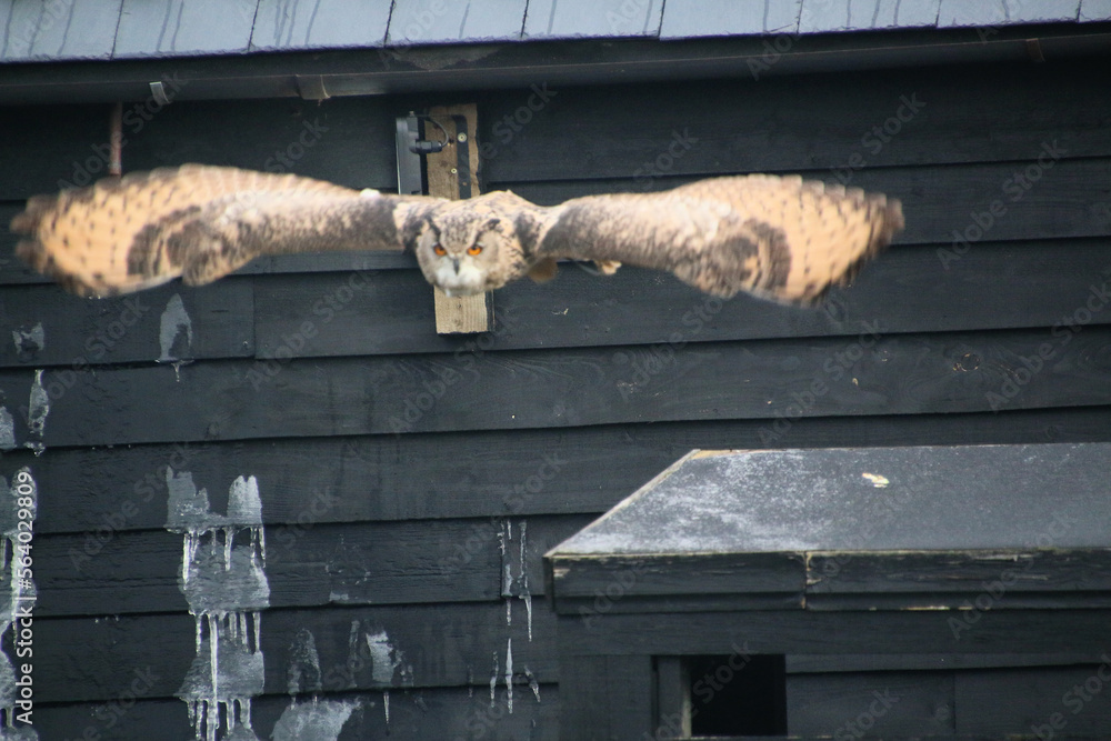 Obraz premium A view of an Eagle Owl in flight