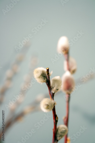 willow twigs with swollen buds on a gray background, selective focus