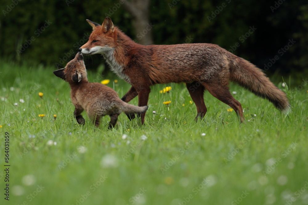 cub and vixen