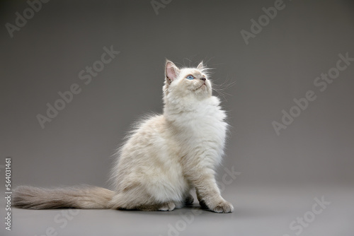 Fluffy playful white cat on a gray background Looks up and sideways