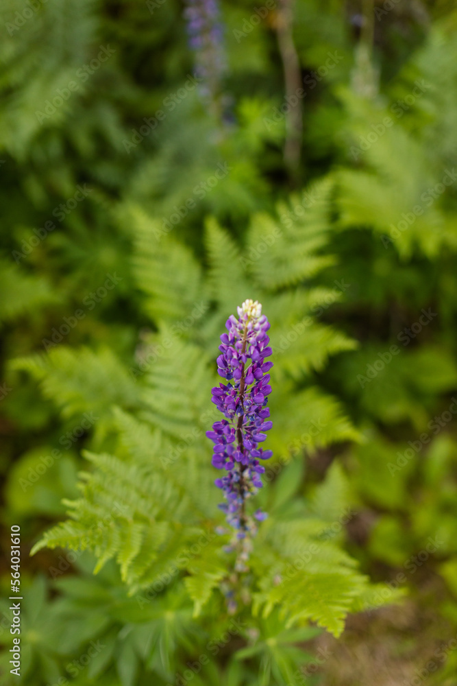 Purple lupine in front of fern Purple lupine in front of fern