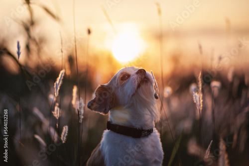 dog in the grass