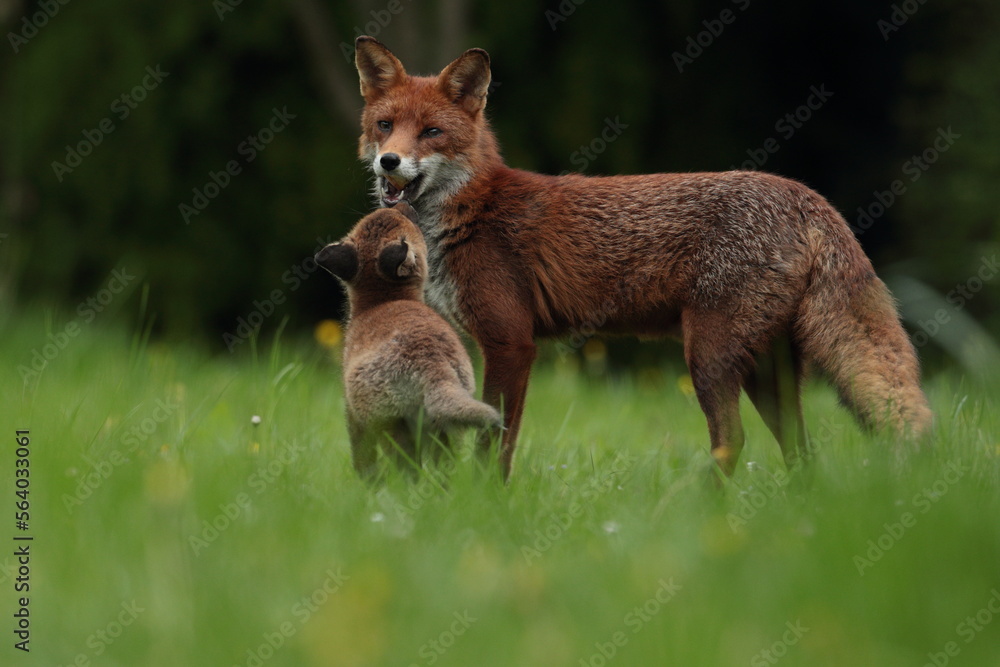 Fototapeta premium cub and vixen
