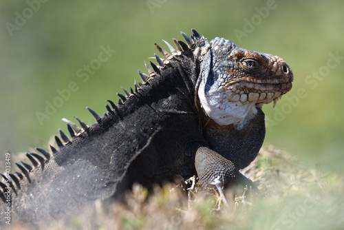 wild iguanas of the Guadeloupe islands