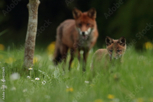 Billede på lærred Vixen and cub