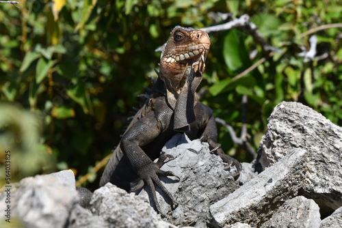 wild iguanas of the Guadeloupe islands