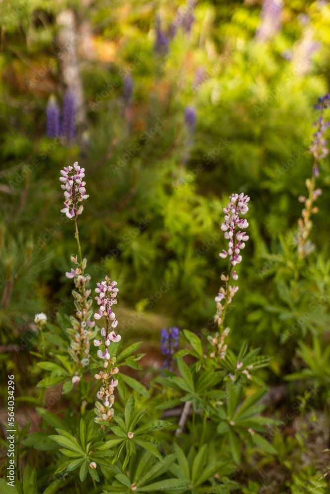 Lupine wildflower in Minnesota forest Lupine wildflower in Minnesota forest