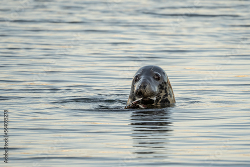 Harbor Seal Eating a Fish Dinner while swimming in the Hyannis Harbor  photo