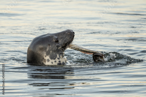 Harbor Seal Eating a Fish Dinner while swimming in the Hyannis Harbor  photo