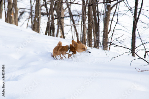 Adult tan and white female Welsh Corgi diving into fresh snow near the Cap-Rouge River, Quebec City, Quebec, Canada