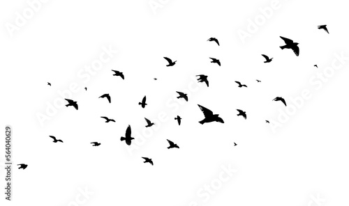 A flock of flying birds. Free birds. Vector illustration