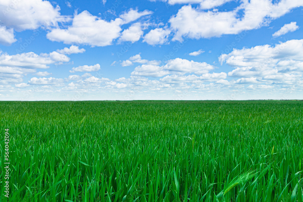 Green field, mature young grass and blue cloudy sky Green field, mature young grass and blue cloudy sky