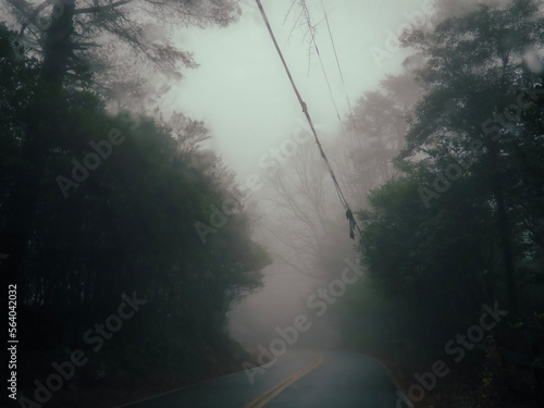 fog on the road (ID: 564042032)