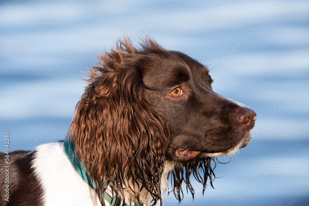 Springer spaniel dog Springer spaniel dog