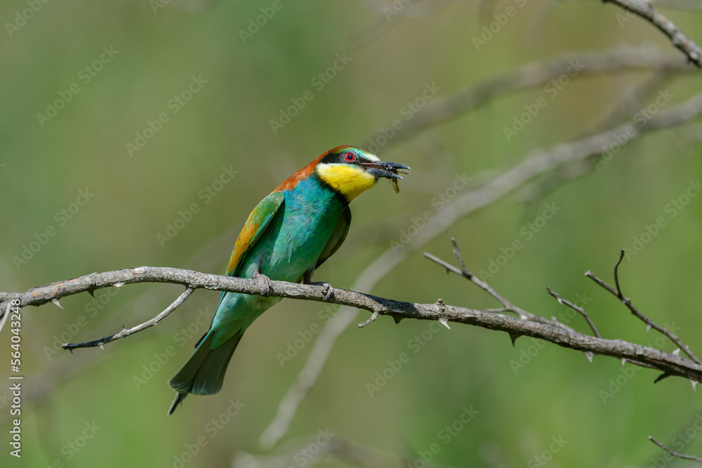 Obraz premium European bee-eater Merops Apiaster in the wild, with a bee in its beak