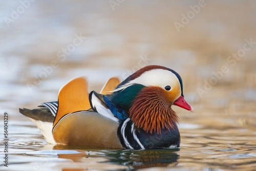 Portrait colorful Mandarin duck male Aix galericulata swimming in the river photo