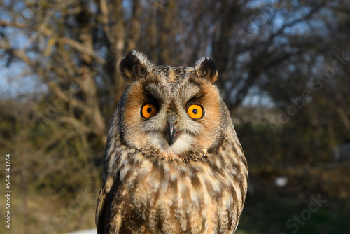 Long-eared Owl Asio Otus in the wild