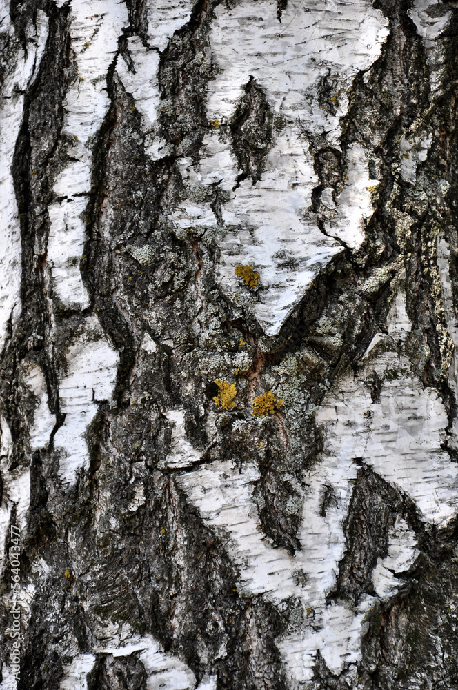 Background texture of tree bark. Birch Bark. Natural background