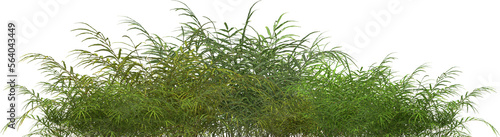 jungle brake fern plants hq arch viz cutout photo