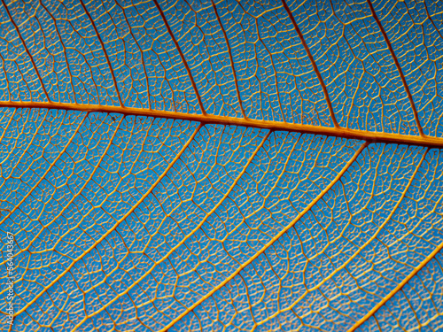 leaf texture, leaf background with veins and cells - macro photography