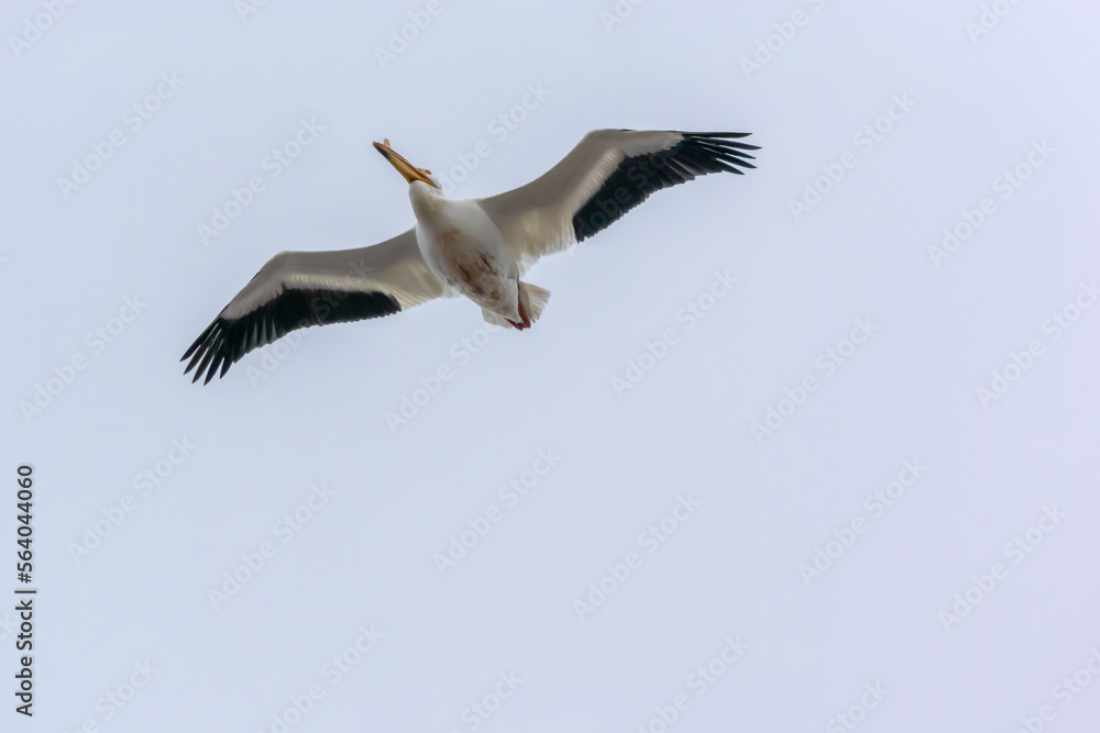 Fototapeta premium American White Pelican Flying In A Grey Sky